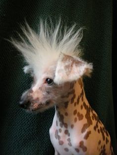 a small dog with white hair and spots on it's head sitting in front of a black background