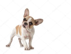 a small brown and white dog standing in front of a white background with its head turned to the side