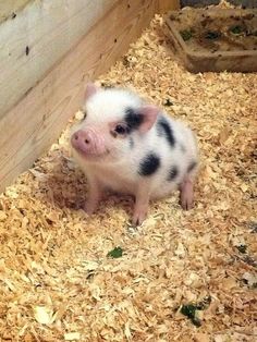 a small pig sitting on top of wood shavings in a barn next to a wall