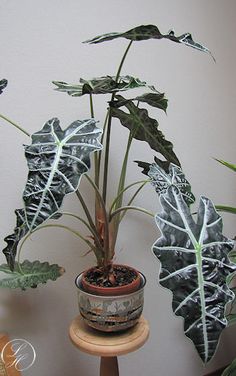 a potted plant sitting on top of a wooden stand