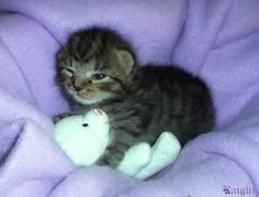 a kitten sitting on top of a purple blanket with a stuffed animal in it's lap