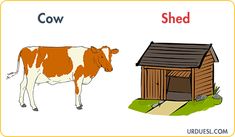 a cow and a shed are shown in two different pictures, each with the same word