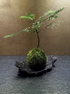 a bonsai tree is sitting on top of a rock