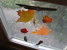 autumn leaves hanging from a window sill