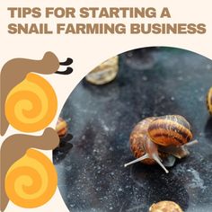 snails crawling on top of each other with the words tips for starting a snail farming business