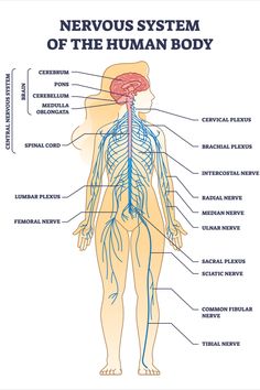 the nervous system is shown in this diagram, with all its major branches and functions