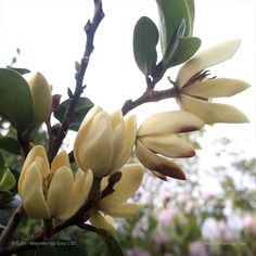 some yellow flowers are growing on a tree