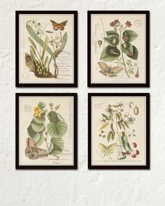 four framed botanical prints with flowers and butterflies