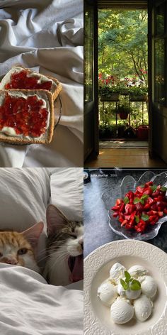 there are pictures of cats and food on the bed, one is eating strawberries