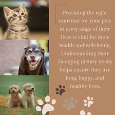 🦴 Importance of Pet Nutrition & Life Stage Feeding 🐶🐱 Puppies And Kittens, Pet Nutrition, Animal Nutrition, Life Stages, Live Long, Healthy Weight, Well Being, Healthy Life