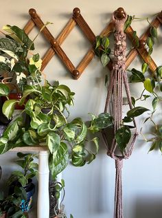 there is a plant hanging on the wall next to some other plants and potted plants