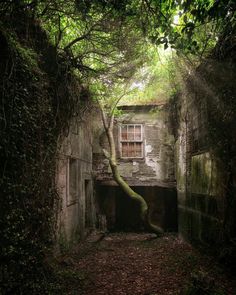 an old abandoned building with vines growing out of it's walls and door way