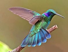 a hummingbird sitting on a branch with its wings spread