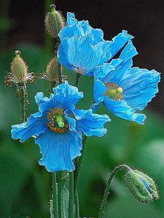 two blue flowers with green leaves in the background