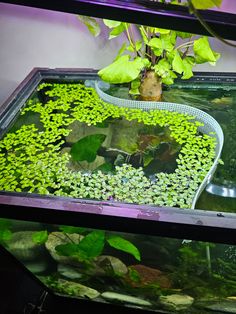 a fish tank filled with water plants and green leafy plants on top of it