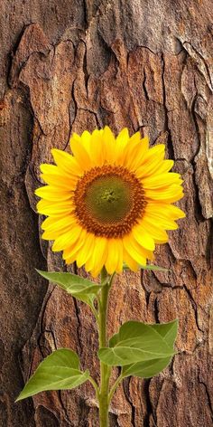 a single sunflower is growing in front of a tree trunk with the bark on it