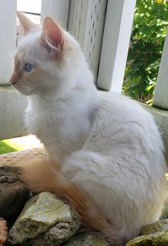 a white cat is sitting on some rocks