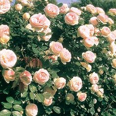 a bush full of pink roses with green leaves on the top and bottom branches in bloom