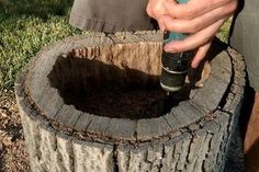 a person using a drill to fix a hole in a tree stump