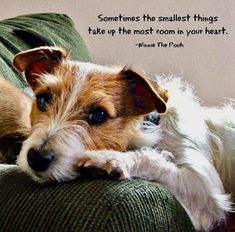 a small dog laying on top of a couch next to a quote from winnie the pooh