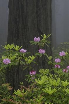 pink flowers in the foreground with trees in the background on a foggy day