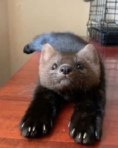 a small animal laying on top of a wooden table