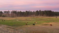 several cows grazing in a grassy field with trees in the background at sunset or dawn