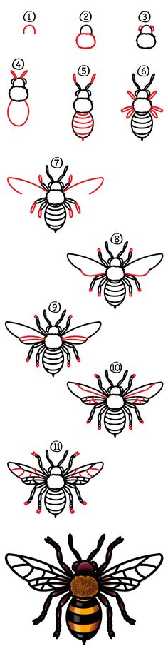 some drawings of different types of bees