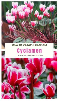 pink and white flowers with the words how to plant and care for cyclamen