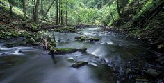 a river running through a forest filled with lots of green plants and trees on the side of it