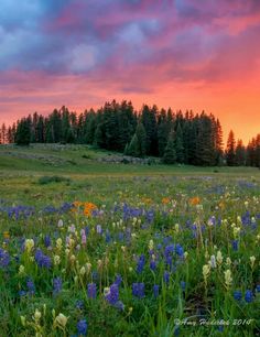 a field full of wildflowers and trees under a colorful sky with clouds in the background