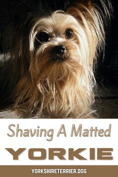 a yorkshire terrier dog sitting on the floor with text shaving a matted yorkie