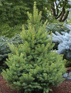 blue and green trees in a garden