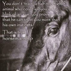 Horse Training Quotes, Equine Quotes, Inspirational Horse Quotes, Horse Riding Quotes, Equestrian Quotes, Training Quotes, Riding Quotes, Cowgirl Quotes, Quotes Family