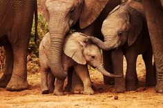 a group of elephants standing next to each other on a dirt field with trees in the background