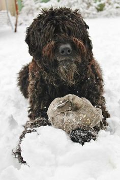 a dog is playing in the snow with a frisbee and some dirt on the ground