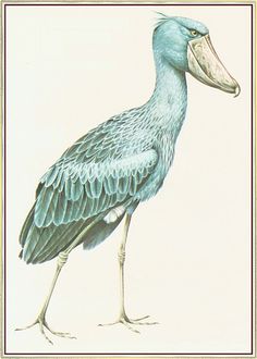 a drawing of a blue bird with long legs and a large beak standing in front of a white background