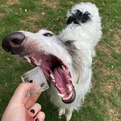 Borzoi Dog, Goofy Dog, Funny Animal Photos, Silly Dogs, Pretty Animals, Silly Animals, Cute Creatures, Animal Photo, Cute Little Animals