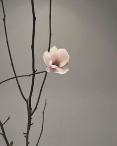 a pink flower on a tree branch in front of a gray background with no leaves