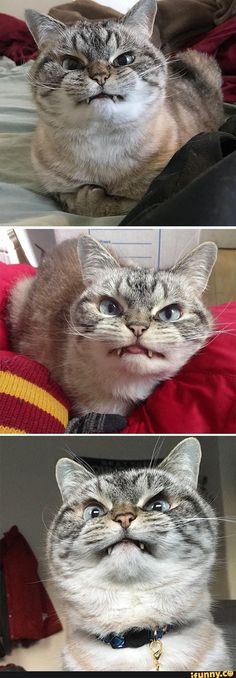 two pictures of cats with different facial expressions