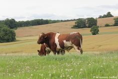 two brown and white cows grazing in a field