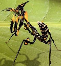 a close up of a spider on a leaf with another insect in it's back