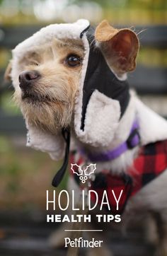 a small dog wearing a coat and hat with the words holiday health tips on it