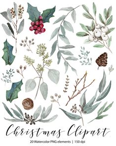 watercolor christmas clipart with holly leaves, berries and pine cones on white background