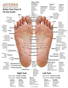 Essential Oil Chart, Corp Perfect, Reflexology Foot Chart, Reflexology Chart, Essential Oils 101, Doterra Essential Oils Recipes, Essential Oil Remedy, Essential Oils Guide, Essential Oils Herbs