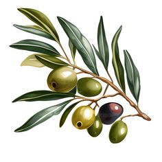 an olive branch with green and black olives