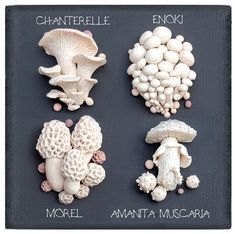 three different types of mushrooms on a black board