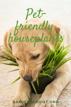 a dog laying on the floor with its head in a planter that says pet friendly houseplants