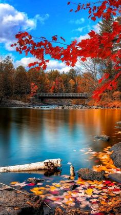 an autumn scene with leaves on the ground and water