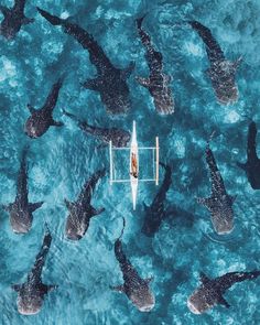 a group of fish swimming in the ocean next to a boat with a person on it